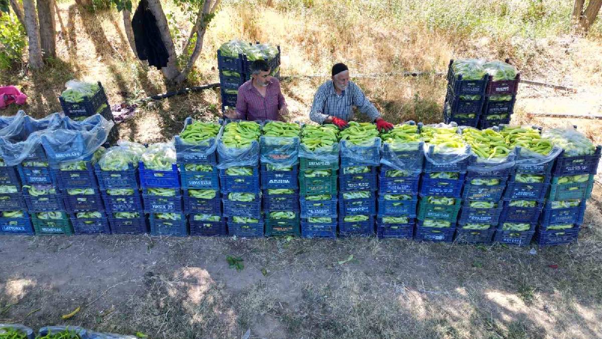 86 yaşında rekor üretime imza attı! Vanlı çiftçi günde 6 ton üretiyor