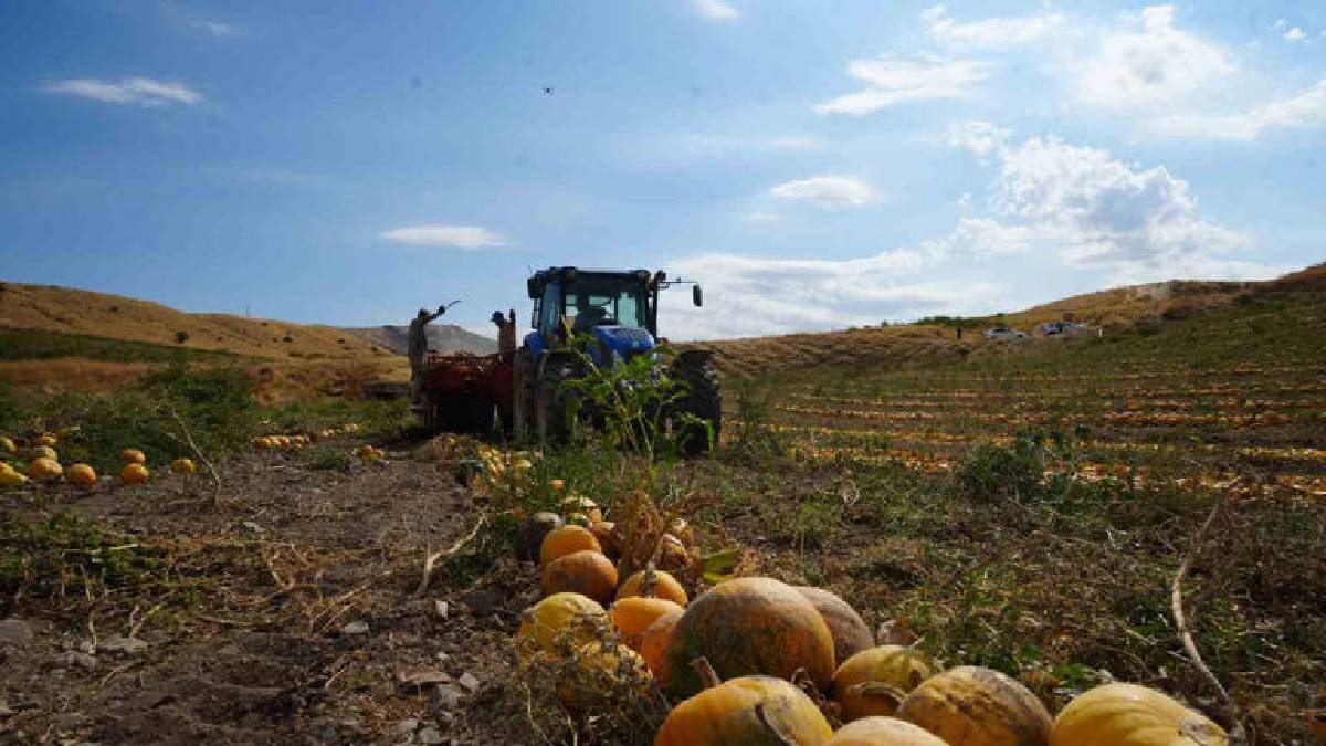 Ankara Polatlı’da 13 ton rekolte bekleniyor! 90 dekarda maliyetli hasat başladı
