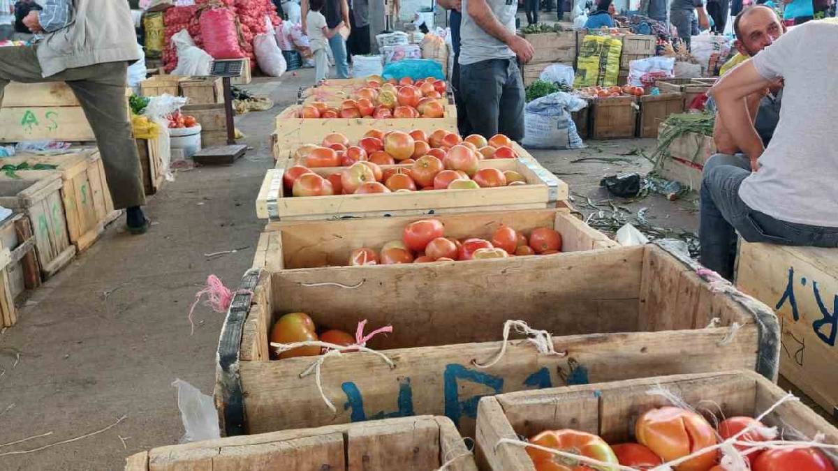 Merkeplerle tarladan meydana taşıyorlar! Kışlık hazırlık yapanlar Çüngüş’ün doğal domatesinin peşinde