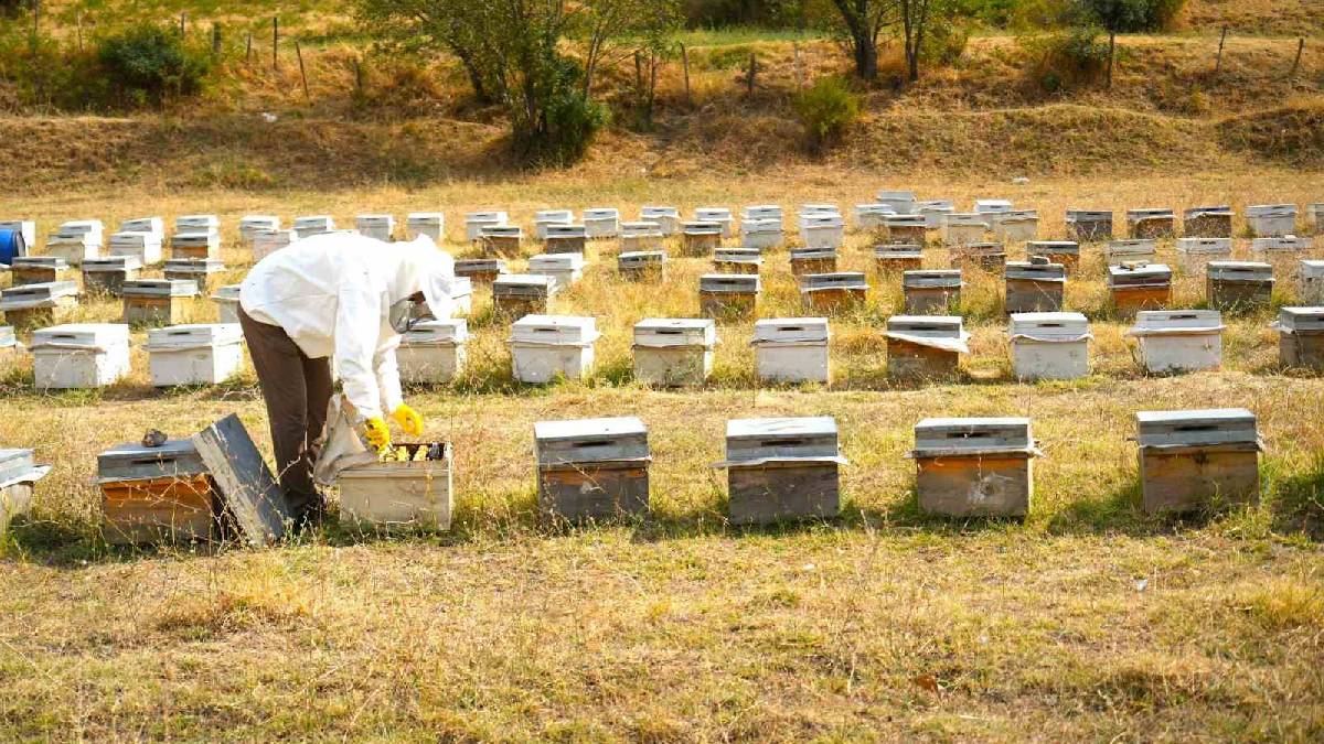 290.000 kovandan üretim yapıldı Muş’ta bu yıl 700 ton rekolteye ulaşıldı