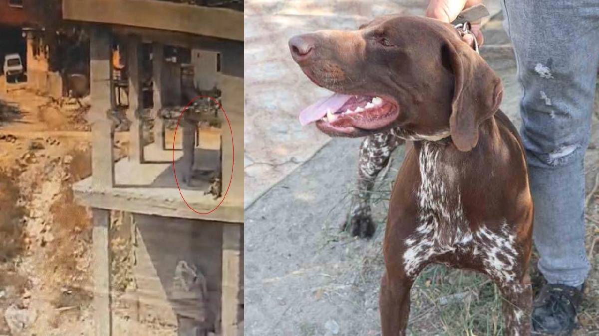 Adana’da köpeğe şiddet kamerada: Sopayla defalarca vurdu