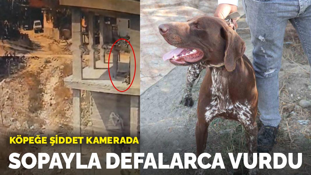 Adana’da köpeğe şiddet kamerada: Sopayla defalarca vurdu