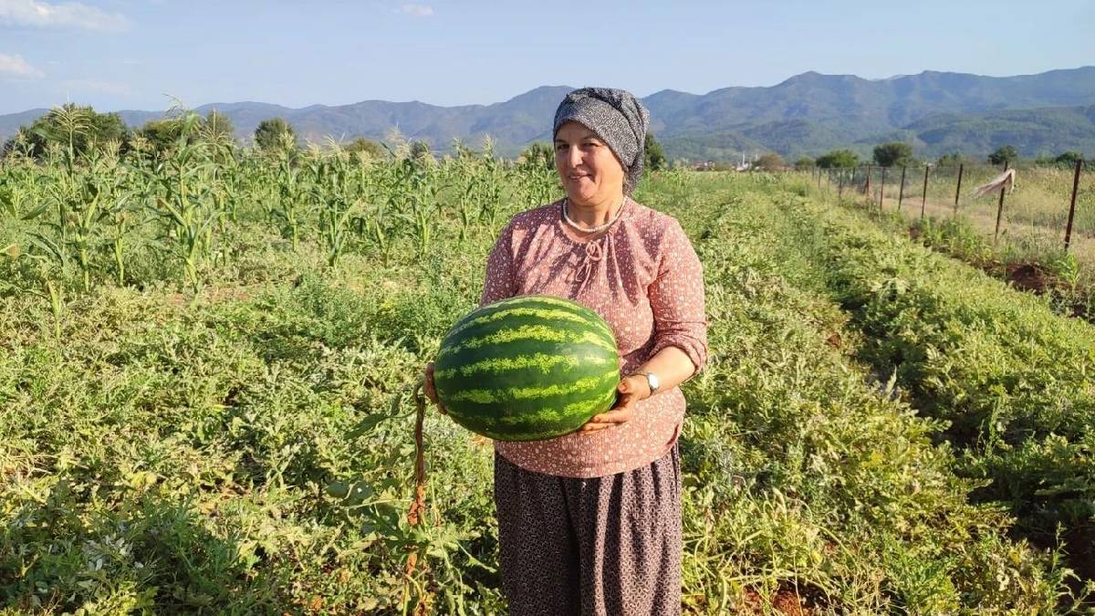 2 dönüme ekti 10 ton ürün aldı! Denizli’de bereketli ‘Pijamalı Karpuz’ hasadı