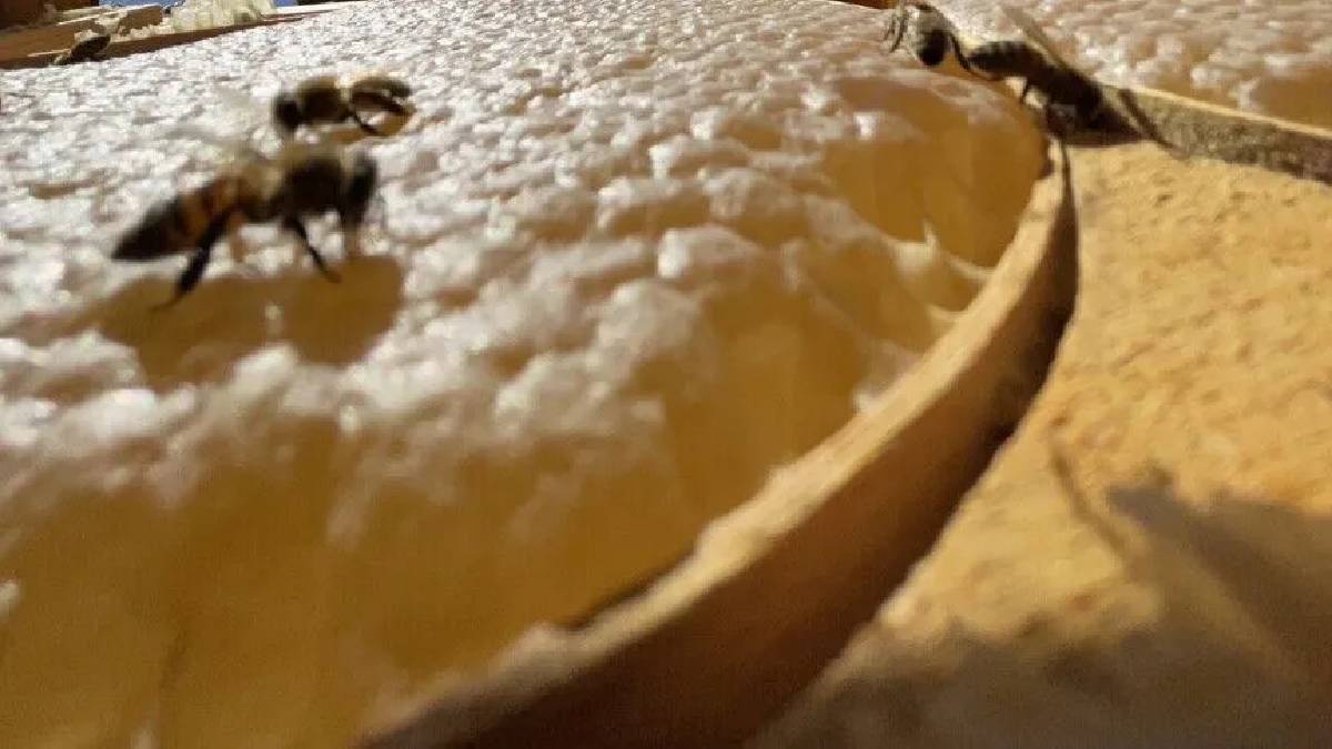 9 milyon kovanla rekor kırılacak! Türkiye’de bu yıl 100.000 ton bal üretimi bekleniyor
