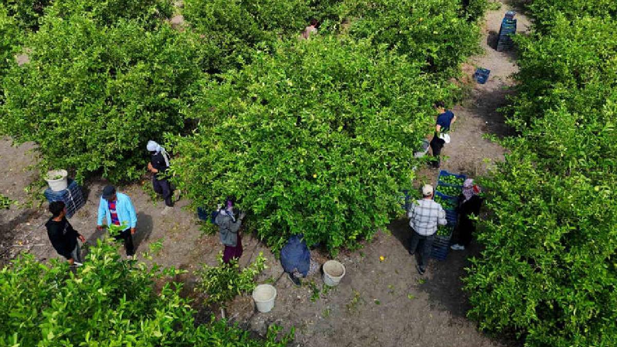 710.000 ton rekolte ihracat engeline takıldı! Adana’da hasat telaşlı başladı