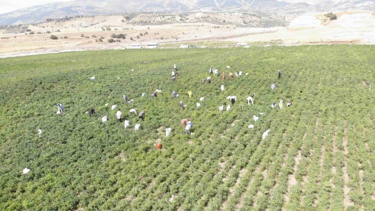 30.000 ton rekolte heyecanı başladı! Maraş’ın dünyayı yakan lezzeti 200 TL’den satılacak