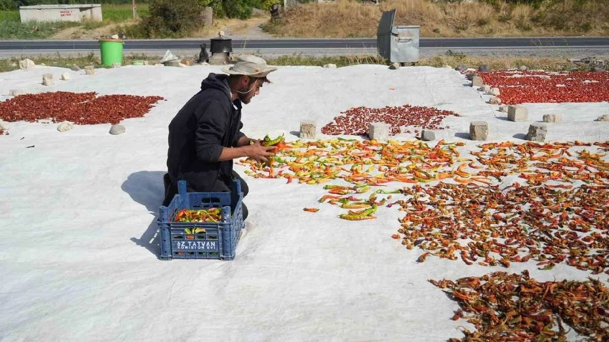 Muş’tan Avrupa sofralarına yolculuk!  Sabah 5.30’da başlıyor dünyaya yok satıyor