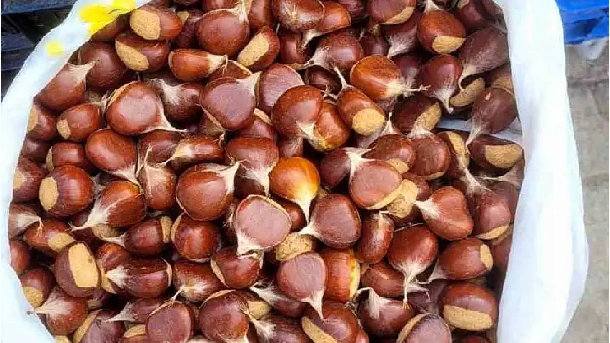 Gal arısı İnebolu kestanesini vurdu! Sezon açılışında 400 TL’yle fiyat fırladı