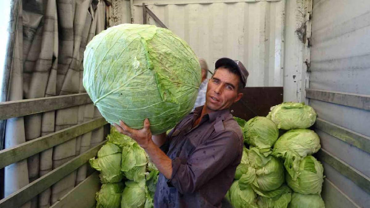 1 milyon üretildi, tanesi 45 kiloyu gördü! Erzurum’dan tüm Türkiye’nin sofrasına…