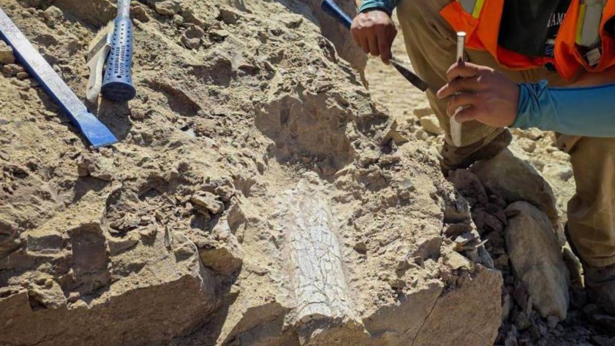 Altyapı çalışmasında 40 milyon yıllık fosiller bulundu