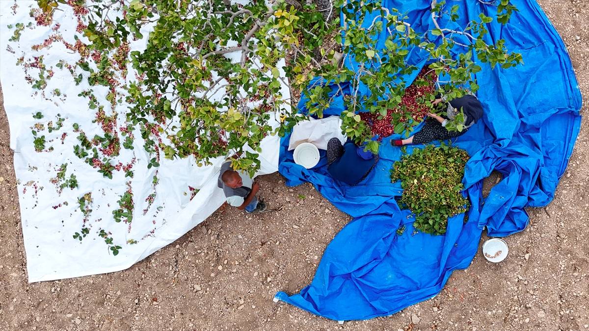 Malatya’da kayısının yeni rakibi oldu! Tek bir bahçede 1,5 ton rekolte sağlıyor