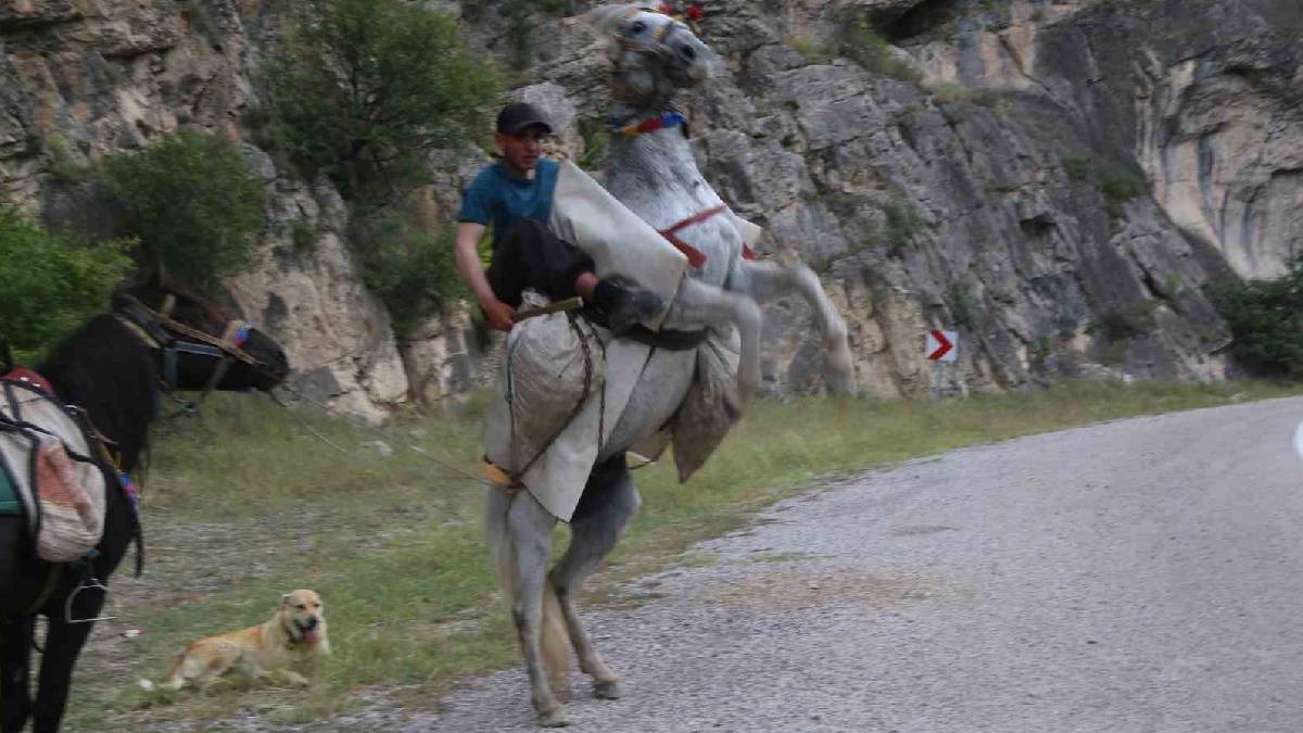 Artvin-Ardanuç Karayolunda hareketlilik başladı! 700 küçükbaşla zorlu dönüş yoluna çıkıldı