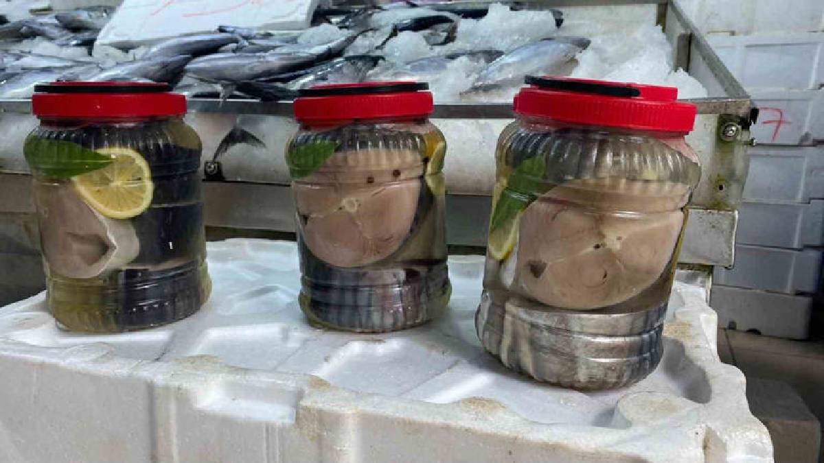 Kavanoza koyuluyor 2 yıl bozulmadan kalıyor! Sinop’ta meşhur ‘Lakerda’ hazırlığı başladı