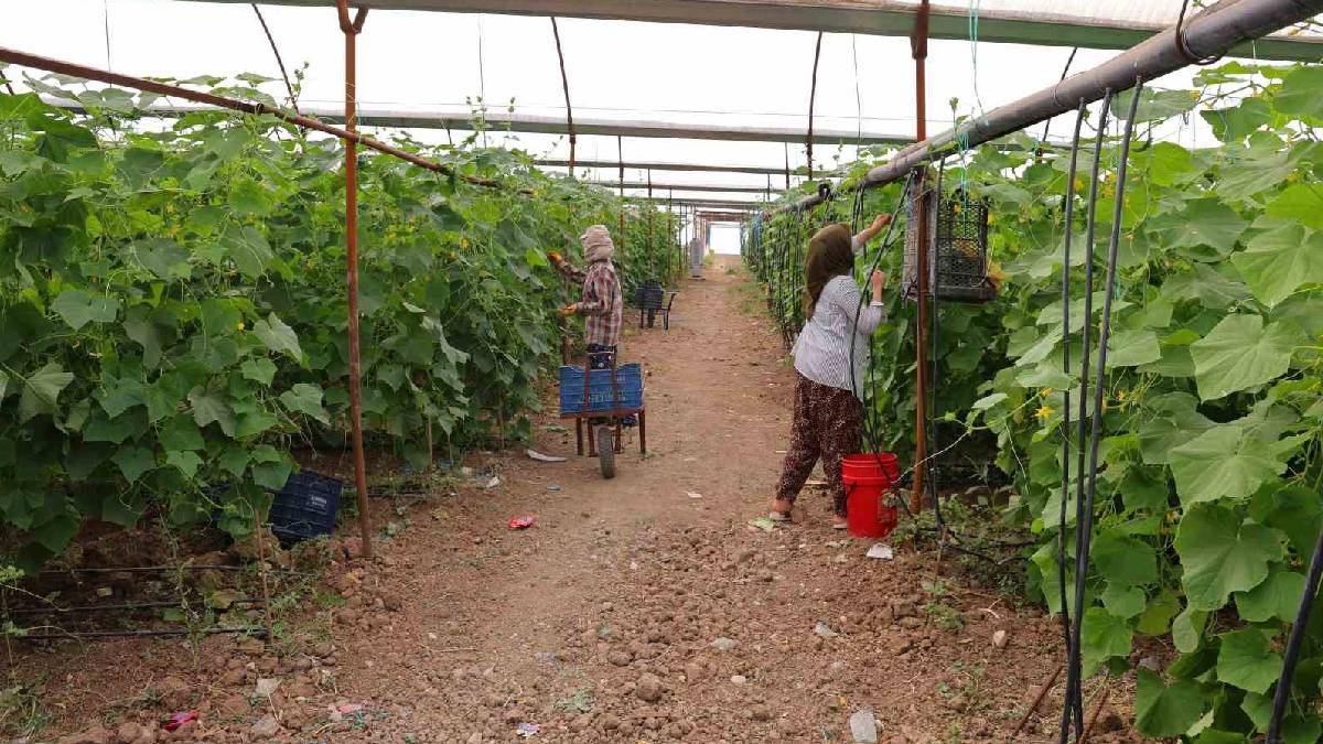 1 gün geç toplanırsa irileşiyor! Tarlada 30, markette 60 TL’den satılıyor