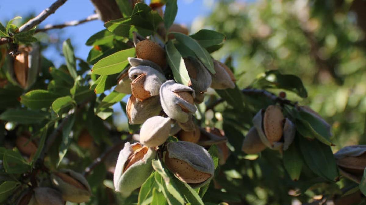 Rekoltede 1872 ton gerileme var! Denizli’de badem üretimi kan kaybediyor