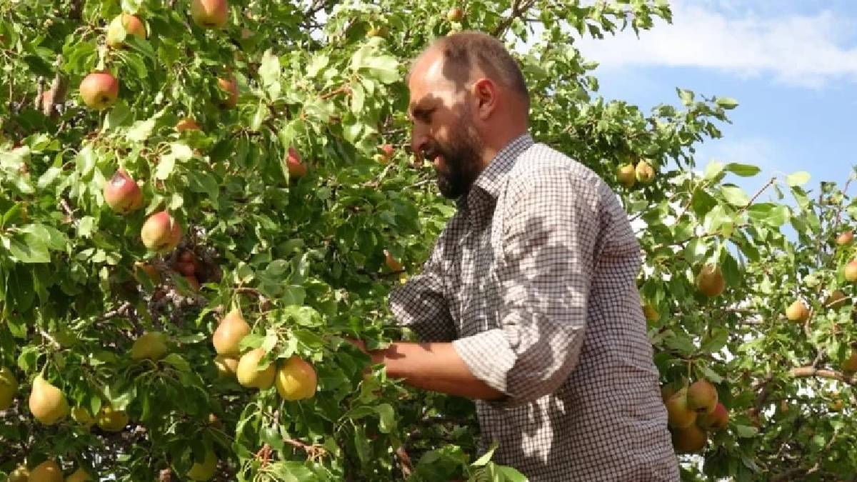 Kalite ve verim yüksek, talep daha da yüksek! Malatya’da tescilli hasat mesaisi başladı