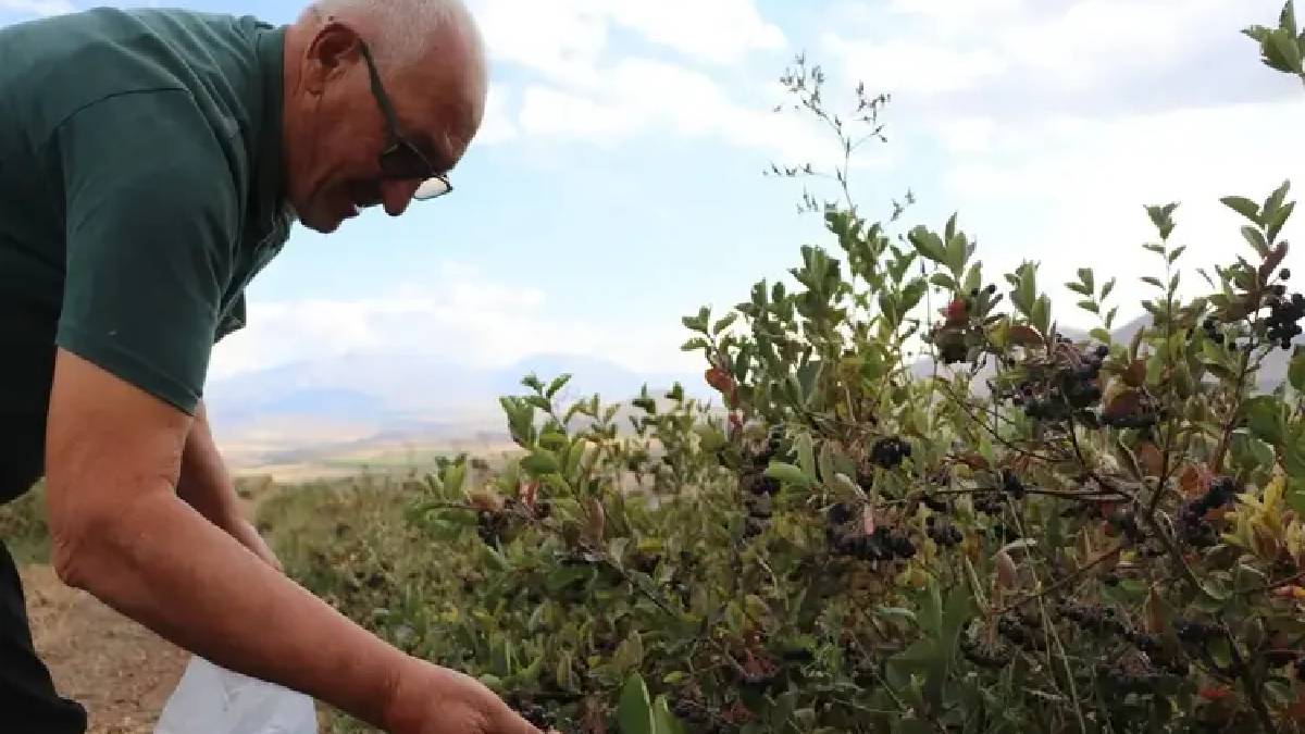 33.000 dönümde 10.000 köke ulaştı! Faydası çok ama kimse bilmiyor