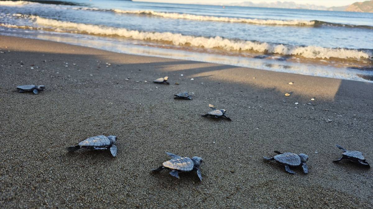 İztuzu'nda caretta caretta bereketi: 495 yuvadan 30 bin yavru çıktı