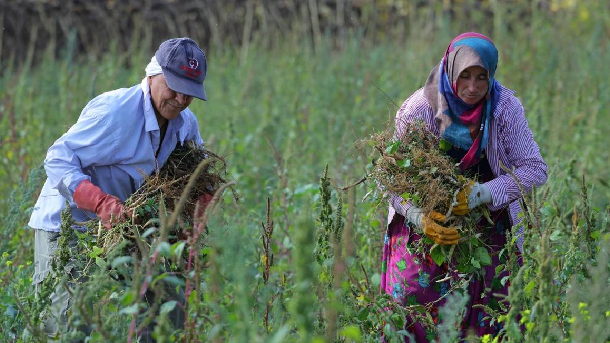 Belediye destekledi pazar kaygısı kayboldu! Samsun’da satış garantili hasat başladı