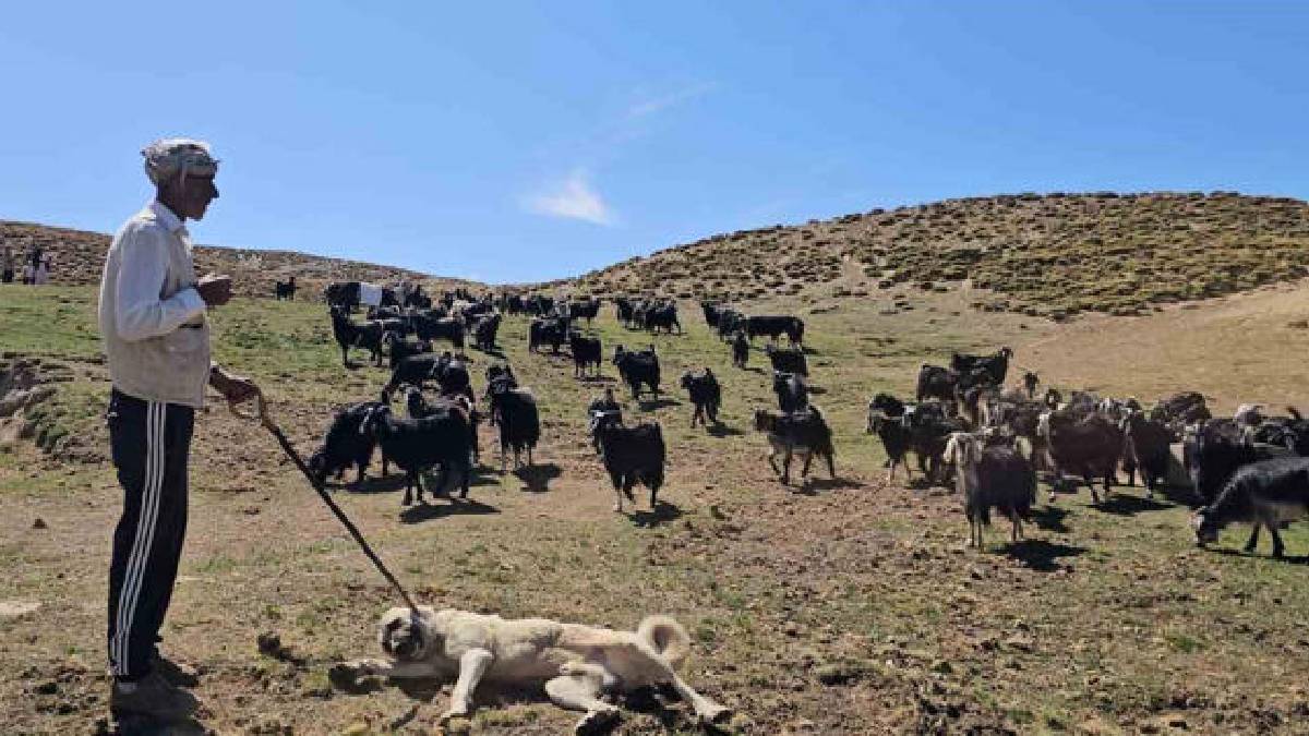 ‘Şehirde geçinmek zor’ dedi, memleketine döndü! 2.500 rakımda 110 hayvanla sürü kurdu