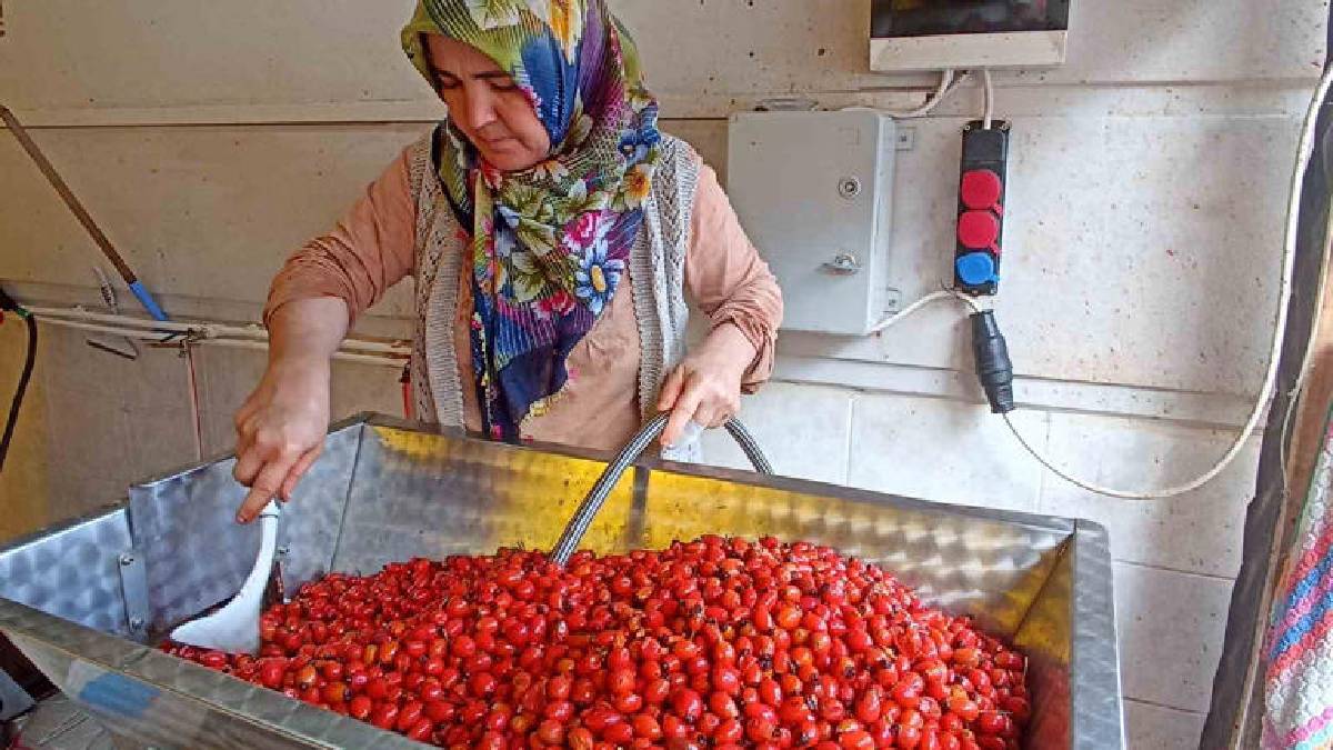 Günler alan işi dakikalar içinde yapıyor! Kışlık hazırlayan ürününü kucaklayıp ona getiriyor
