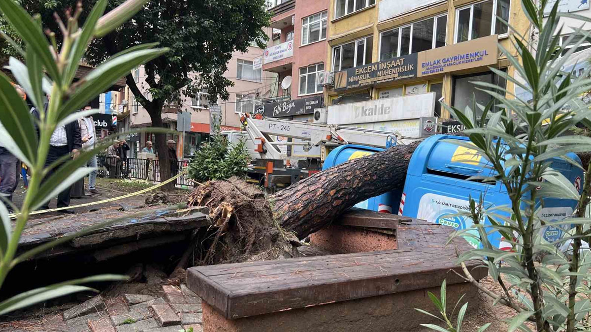 İzmit’te parkta ağaç devrildi: Sokağın bir bölümü kapandı