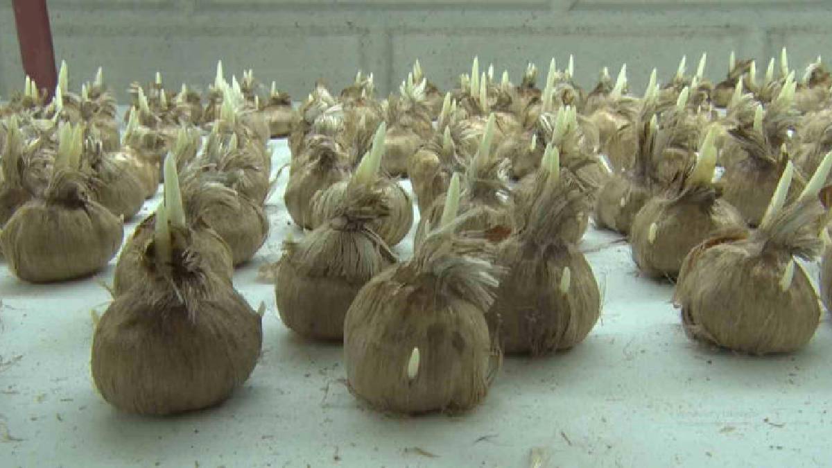 Kilosu 900.000 TL’ye satılıyor! ‘Kayseri’de yetişmez’ denildi, olmazı başardı