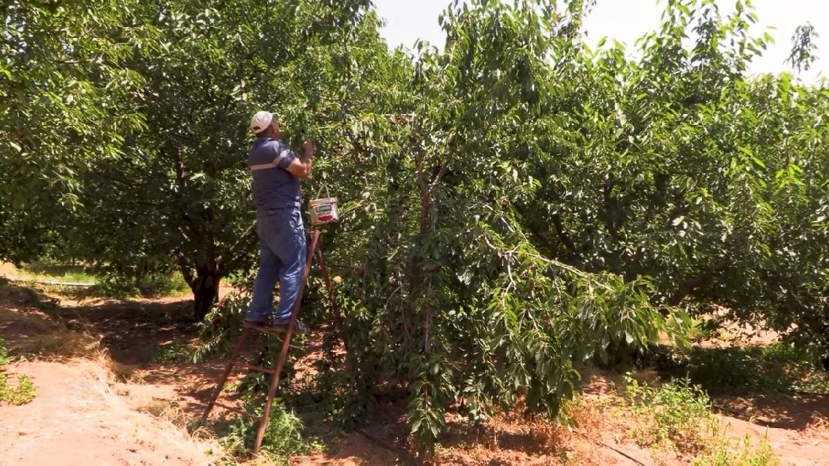 Kıraç araziler bahçeye dönüştü! Niğde’de kapalı sulama ekim alanını 2 kat artırdı