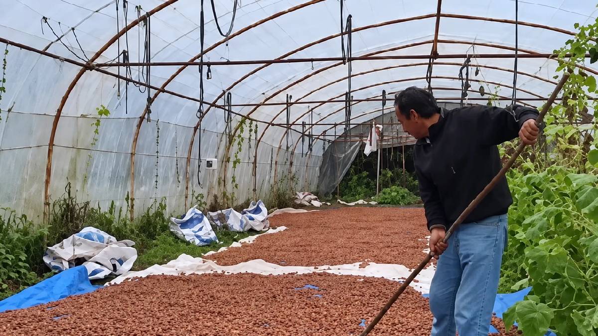 Yağmur bastırdı, fındığı harmanda kurutamadı! Ordu’da serada kurutma mesaisine geçildi