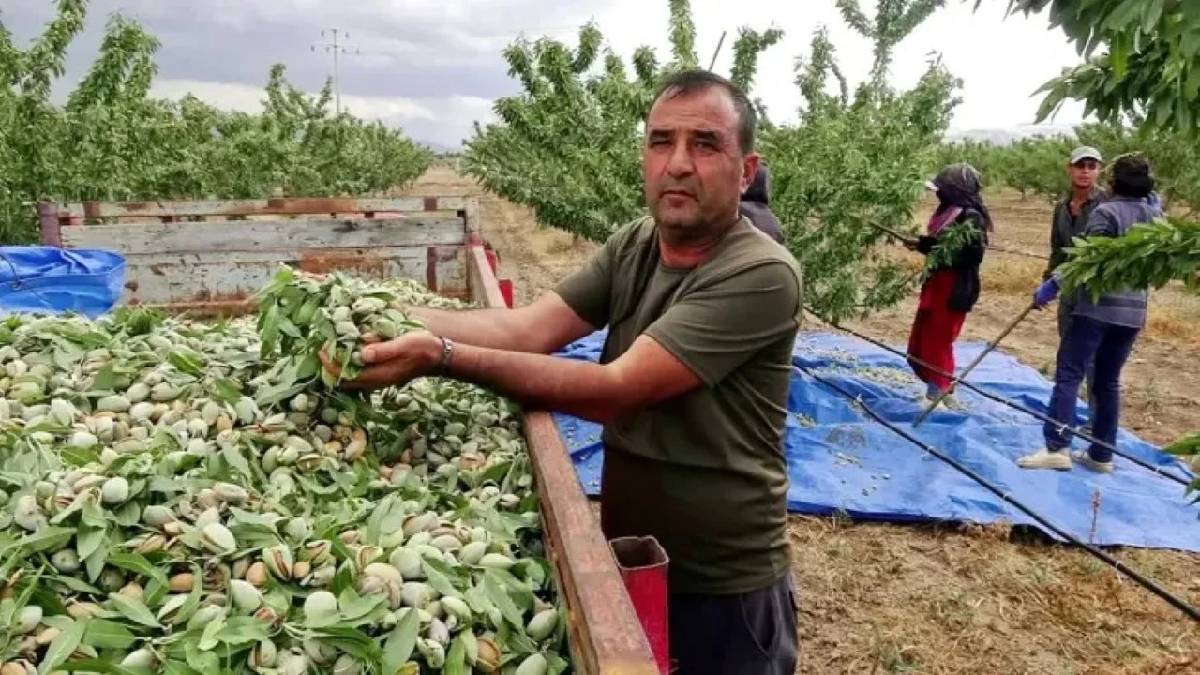 20.000 ağaçtan dev üretim yapıyor! Kayseri’de 15 tonluk hasat başladı