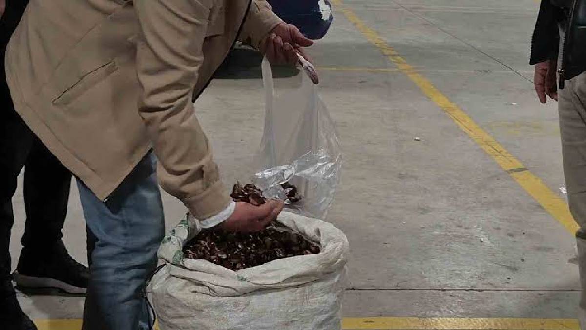 ‘Çiğ yesek de lezzetli’ denilen kestane satışta! Düzce’den 81 ile 300 TL’den satışta