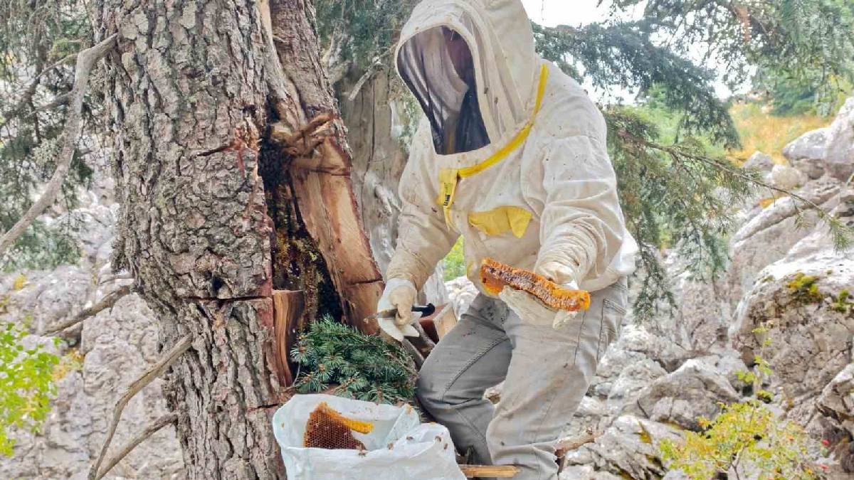 Toroslar’ın 2.000 metrelik zirvesinde iz arıyorlar! Kilosunu 8.000 TL’den satıyorlar
