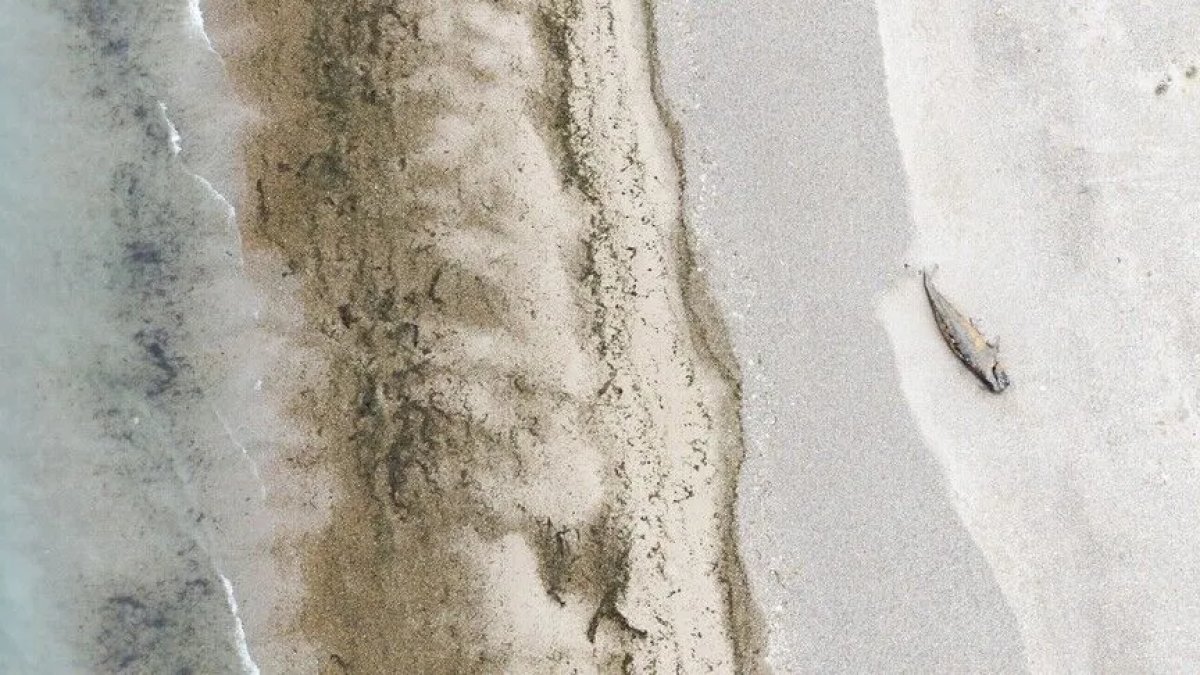 Yeni Zelanda'da sahile vuran katil balinalardan 12'si öldü