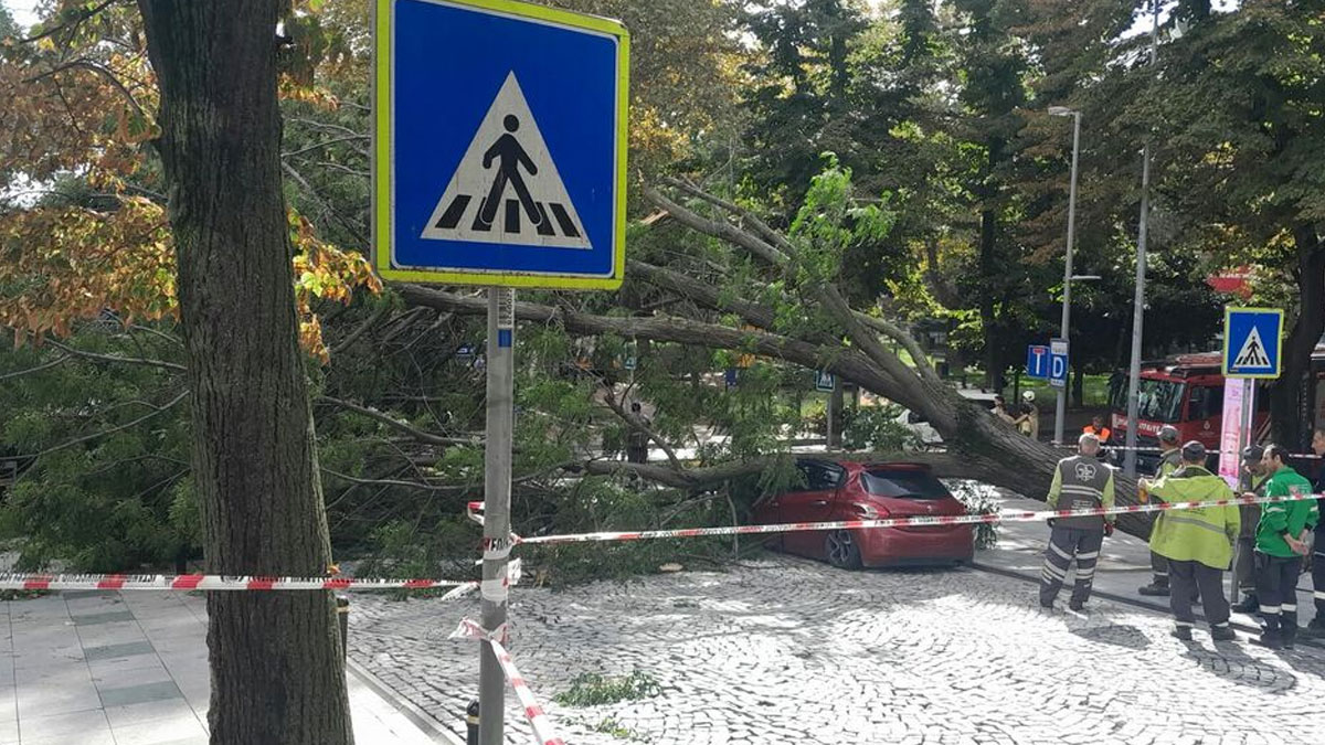 Şişli'de çınar ağacı otomobilin üzerine düştü: Cadde trafiğe kapatıldı