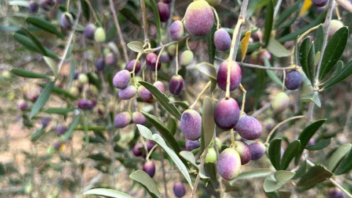 Zeytinde en ideal hasat zamanı! Zeytinyağı kalitesinin sırrı buradan geliyor