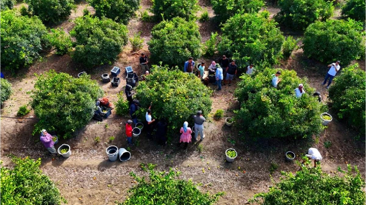 1 milyon 165.000 ton rekolte bekleniyor! Adana’da yüksek talepli hasat başladı