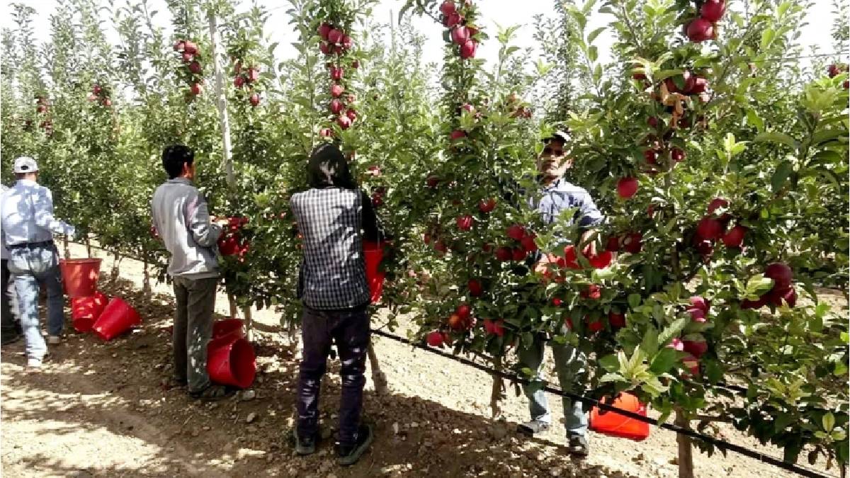 400 ton rekolteyle 4 ülkeye ihraç ediyor! Erciyes Dağı rüzgarıyla lezzeti katlanıyor