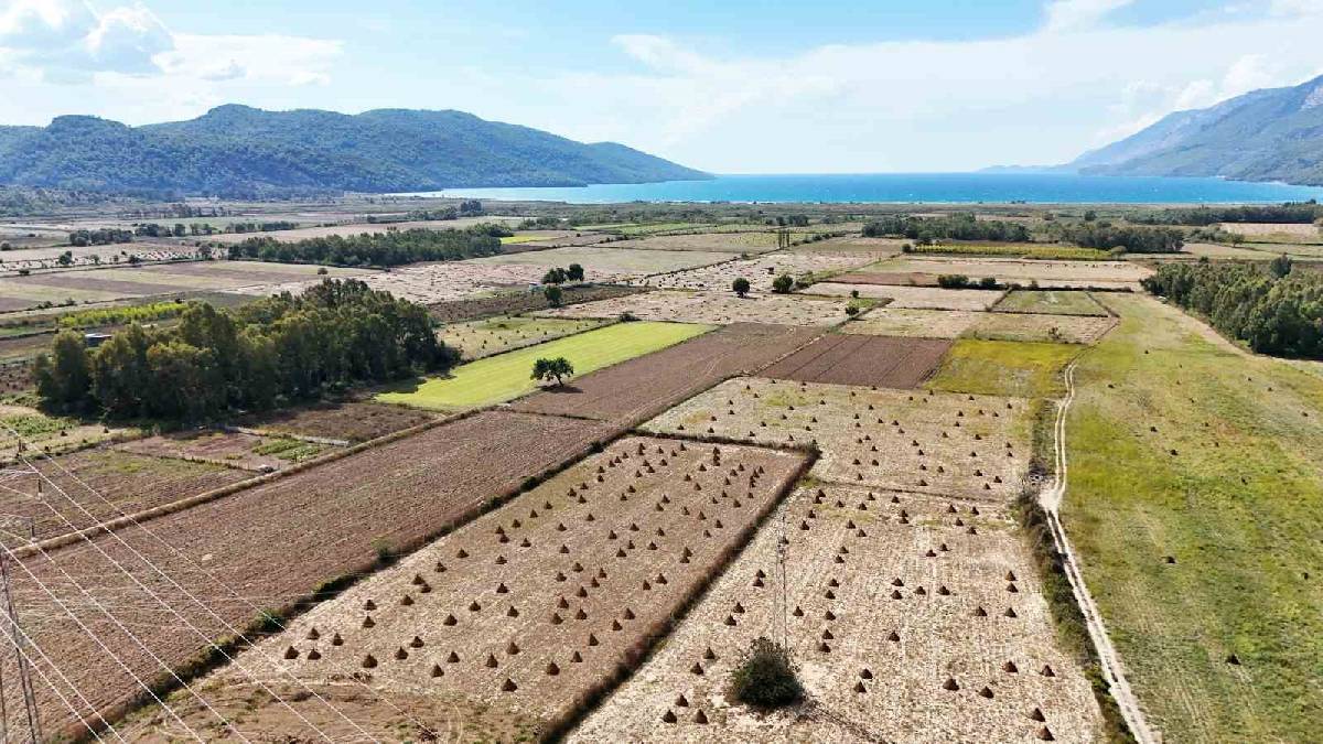 Gökova’nın ‘Altını’ tarladan çıktı! 130 dönümden 400 ton alınacak