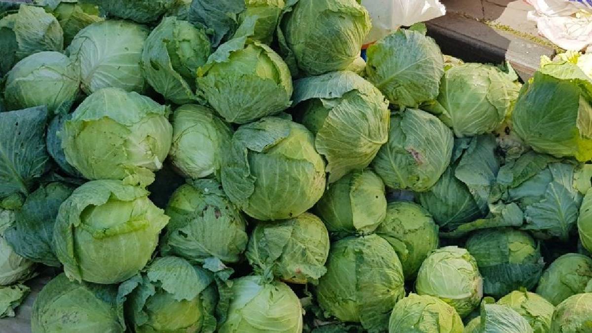Giresun’da fındığın yeni rakibi! Dev hasat tarlalardan çıktı
