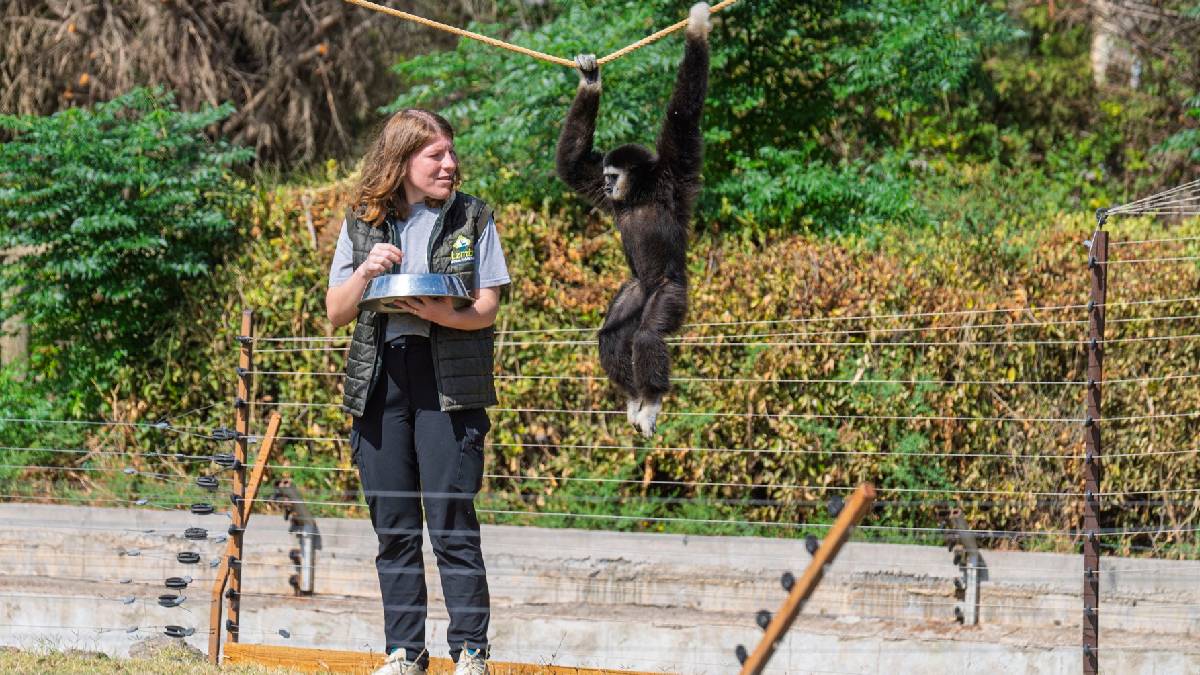 Dört primatın İzmir’deki yeni hayatına eski bakıcıları da eşlik etti