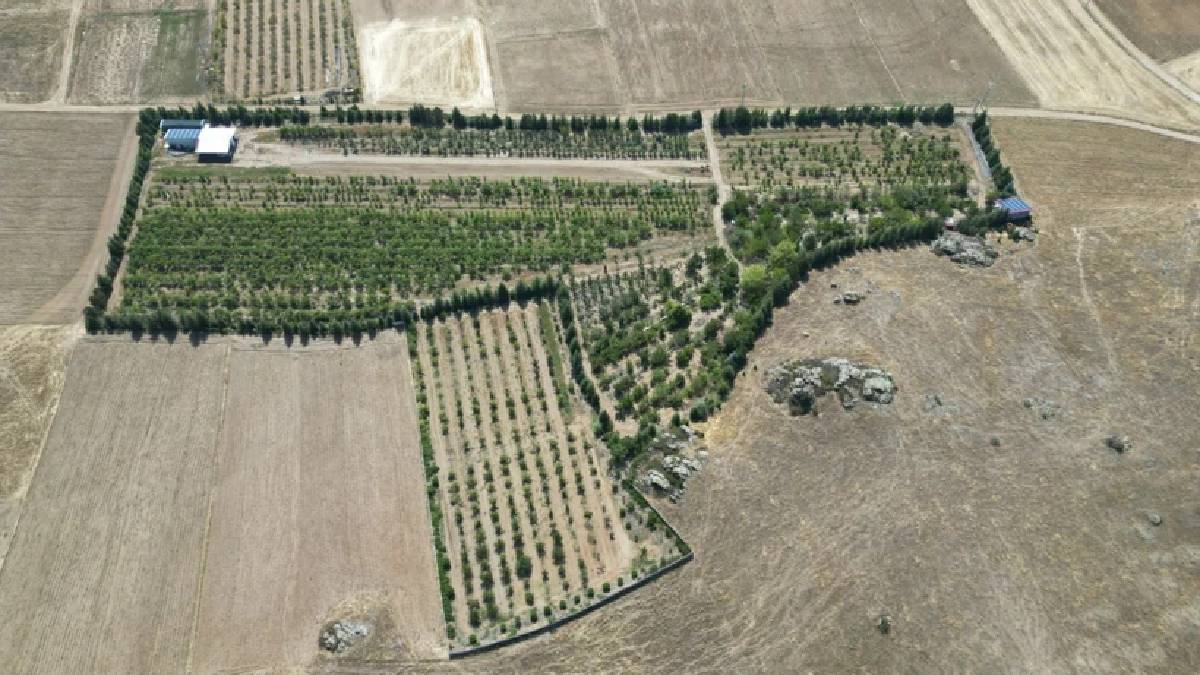 4.000 ağaçla çorak araziyi ormana çevirdi! Aronyadan incire hepsini Afyon’da üretiyor