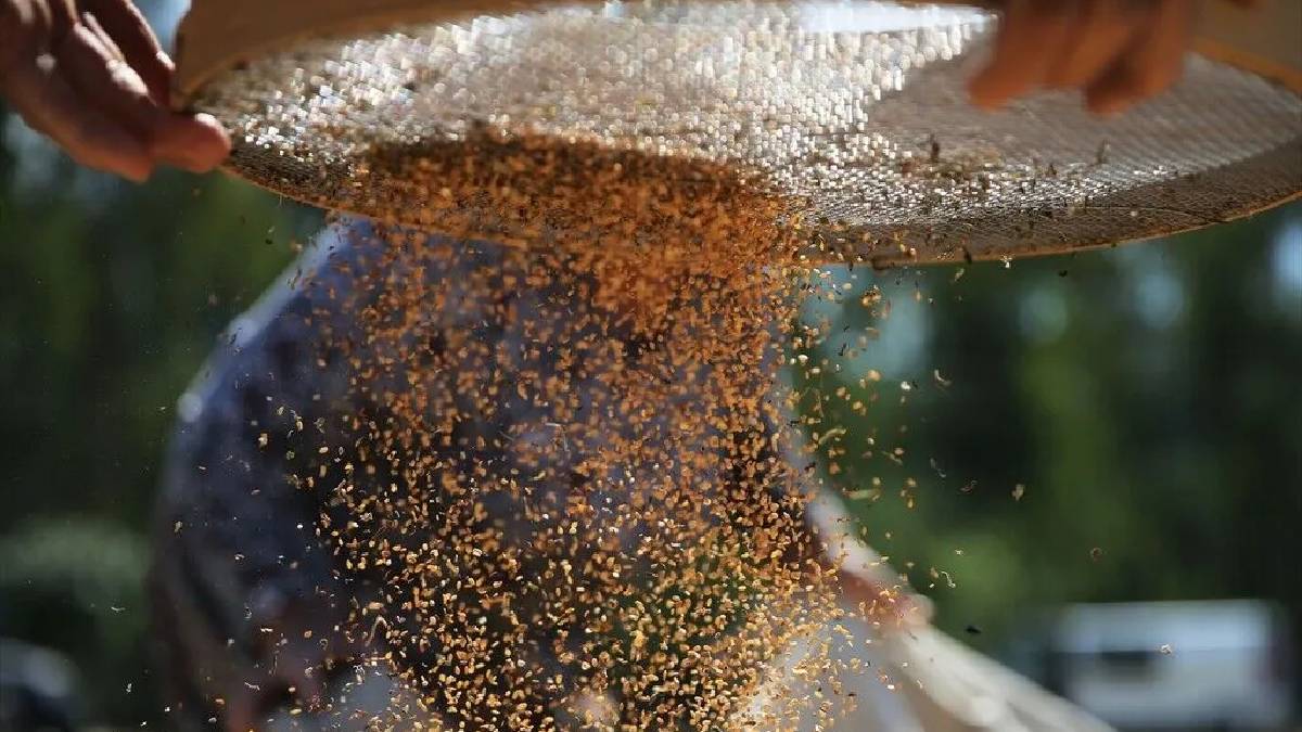 İşçi bulamayınca çareyi biçerdöverde buldular! Gökova’da tescilli hasat başladı