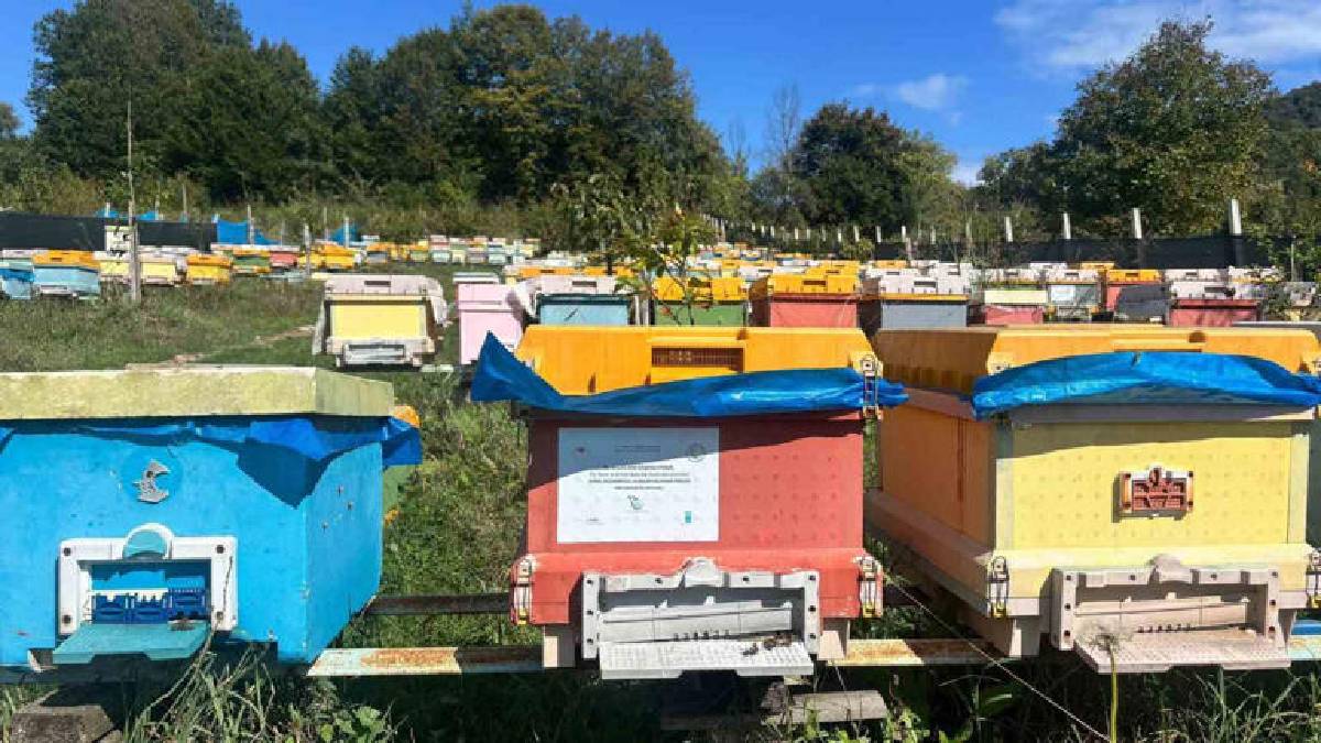 40 kovanla başlayarak 8 yılda filosunu kurdu! Bartın’da üretim katlanarak artıyor