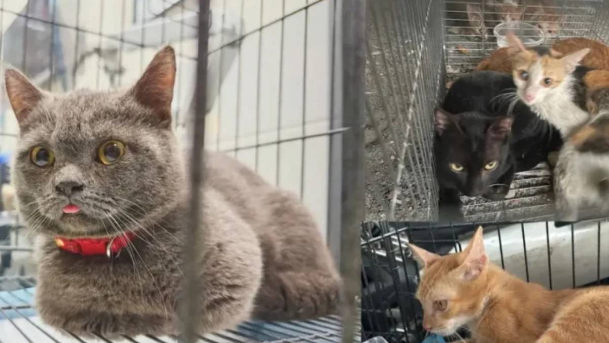 Kedi eti satışı yapan çeteye operasyon: 2 bin 700 kedi çalınmış