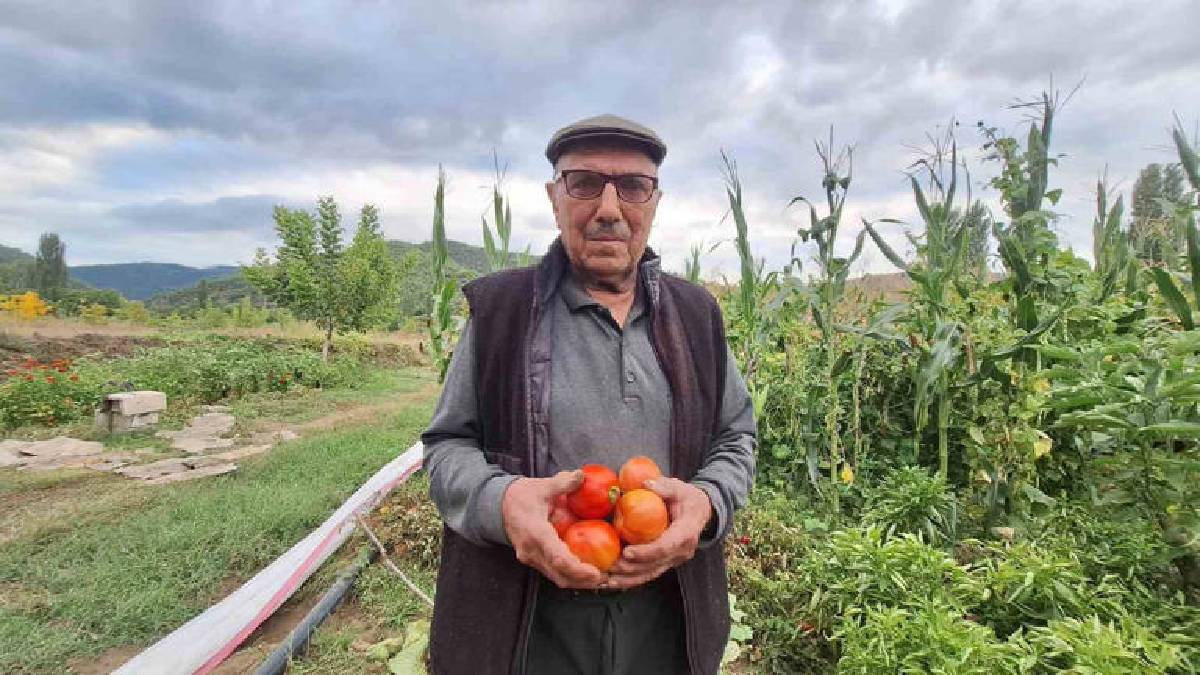 Hibrit tohuma inat dededen kalma tohumu yaşatıyor! Manisa’da her yıl ata tohumundan üretiyor