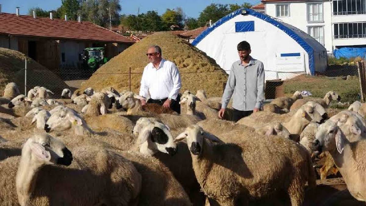 Çobanken 700 hayvanlı sürünün sahibi oldu! Devlet desteği bir aileyi kalkındırdı