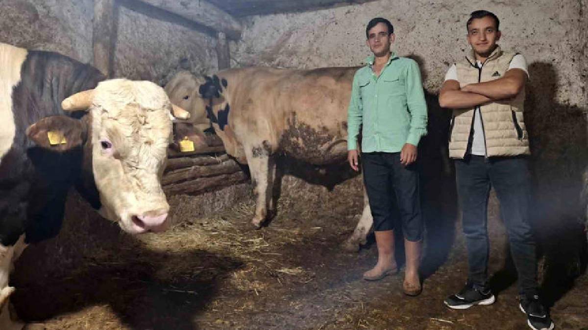 Eskişehir’deki danalar rekora koşuyor! 1 metrik tonu aştılar, değerleri 750.000 TL