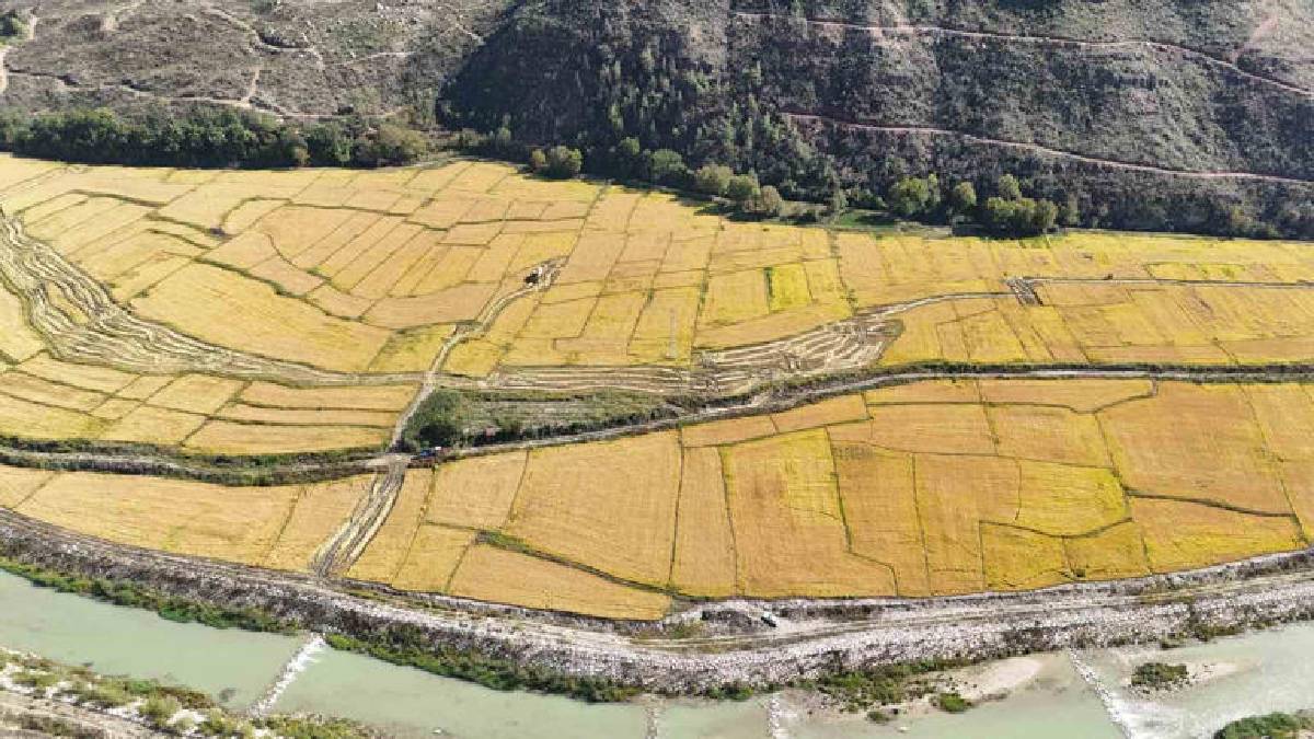 300 dönümde ‘Beyaz Altın’ hasadı! Karabük’te tarımın en zor işi için mesai başladı