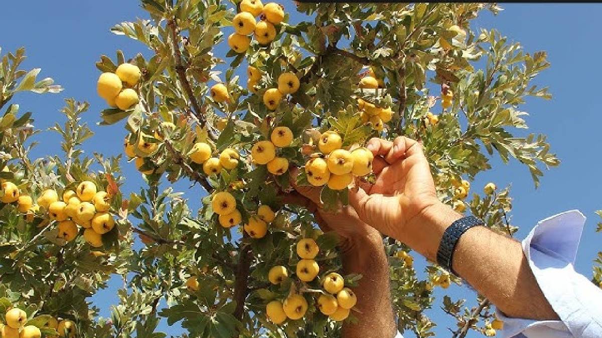 Sadece meyvesi değil çiçeği de para ediyor! Üreten çiftçi 1 yılda köşeyi dönüyor