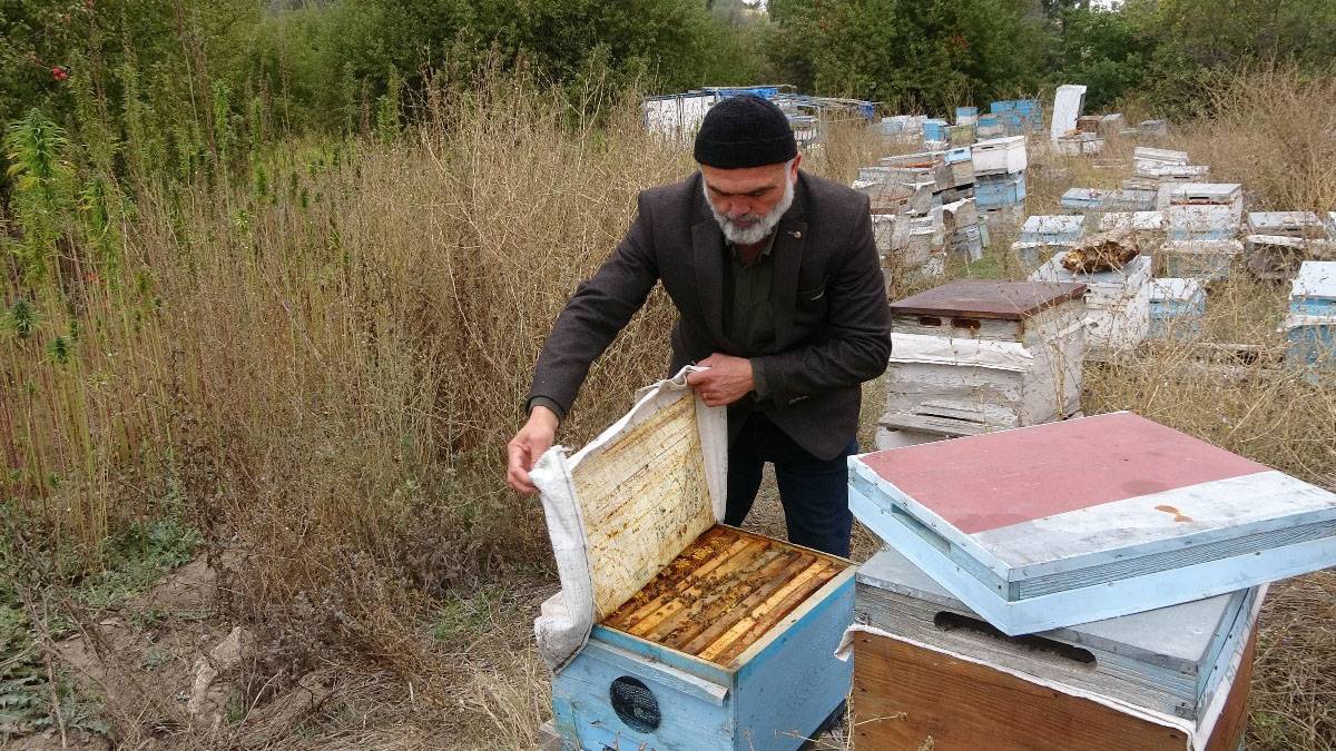 Tarımda çığır açan proje: Arılara ilaç vermeden 'kenevir balı' ürettiler!